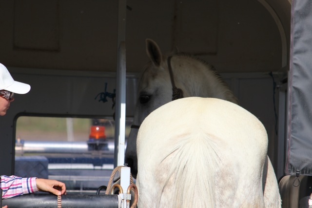 Trailer loading video – Helping your horse to stay in the trailer and be confident with the butt bar.