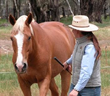 Introductory Courses -Connecting with Horses & Ground Skills