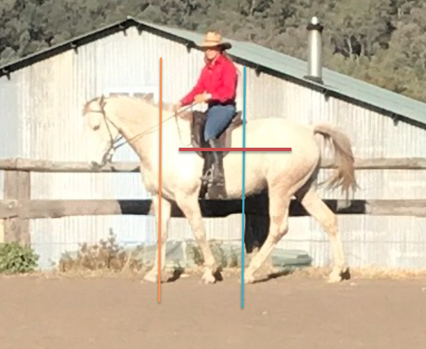 Recognizing Good Posture, Self-carriage and Balance in the horse.