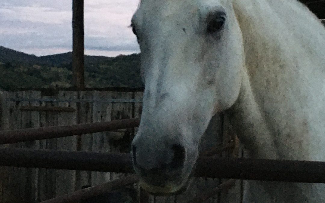 Connection – means “Knowing Your Horse from the Inside Out”. Who are they and How are they feeling?