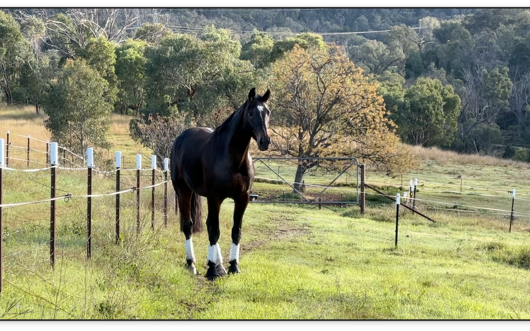 Meet Macintosh: Son of the Chief, Spirit of a Warrior