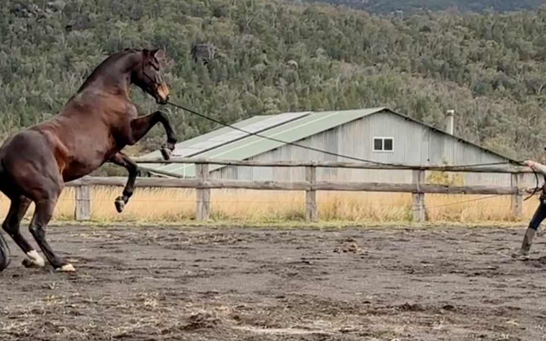 Mac’s Progress – His last ride before he came to me, my very first session with him & Now